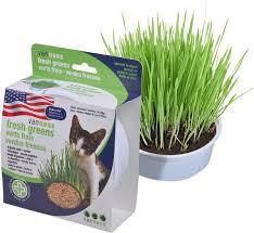 VANNESS OAT GARDEN KIT